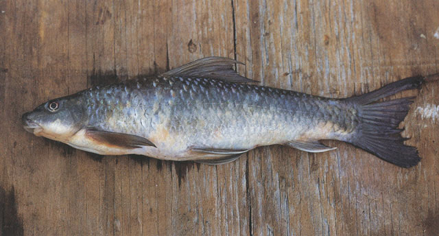 Labeo fuelleborni