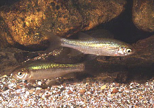 Squalius ghigii