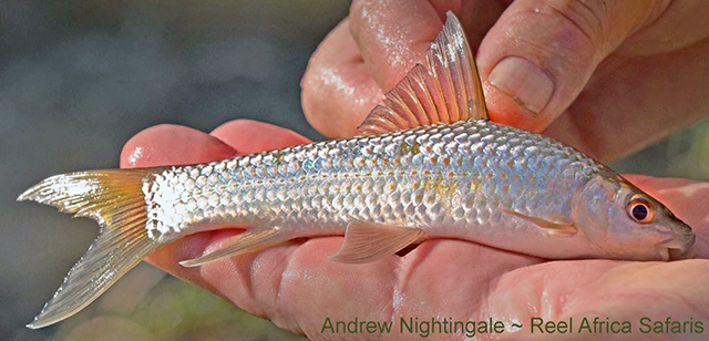 Labeo gregorii