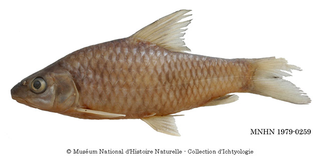 Labeobarbus habereri