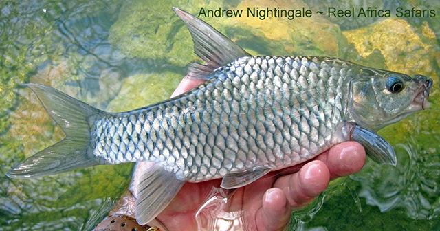 Labeobarbus intermedius