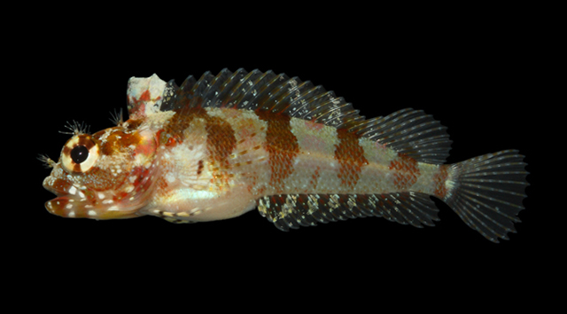 Gobioclinus kalisherae