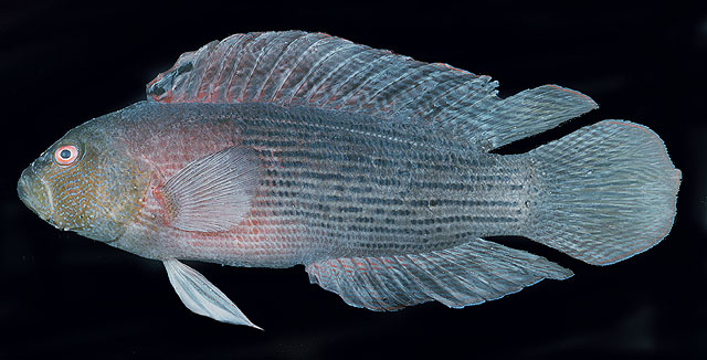 Labracinus lineatus