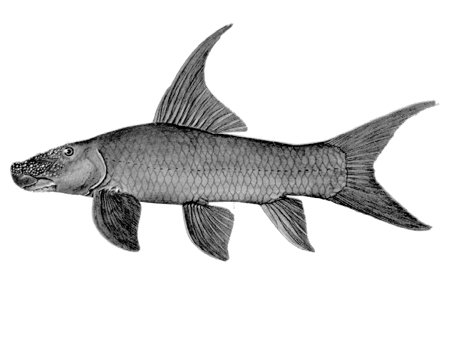 Labeo lukulae
