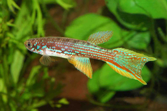 Laimosemion mahdiaensis
