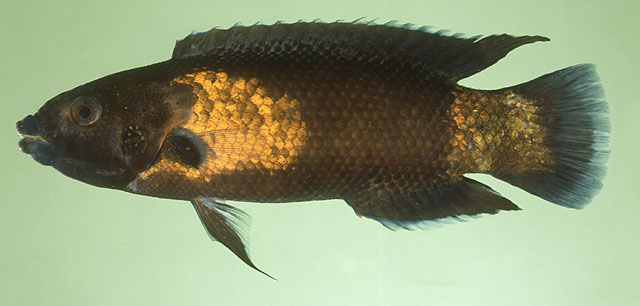 Labropsis manabei