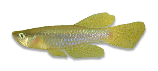 Lacustricola moeruensis