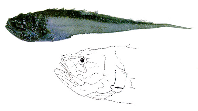 Lamprogrammus niger