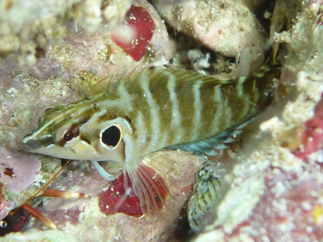Brockius nigricinctus