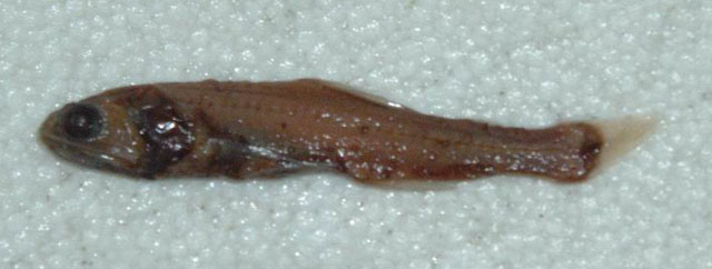 Lampanyctus parvicauda