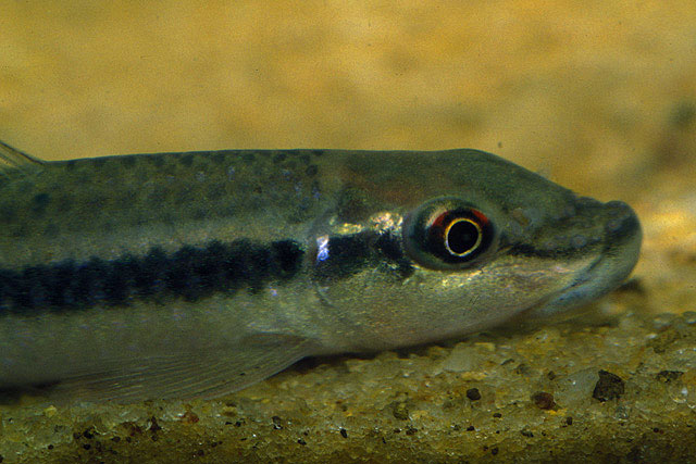 Labeo parvus
