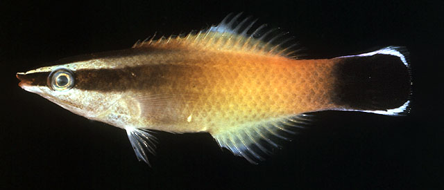 Labroides rubrolabiatus