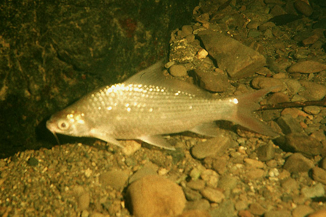 Labiobarbus sabanus