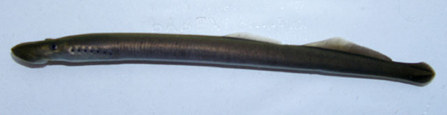 Entosphenus similis