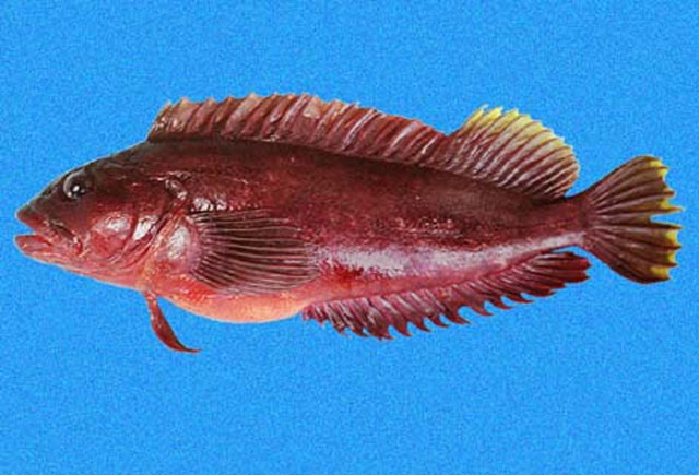 Labrisomus socorroensis