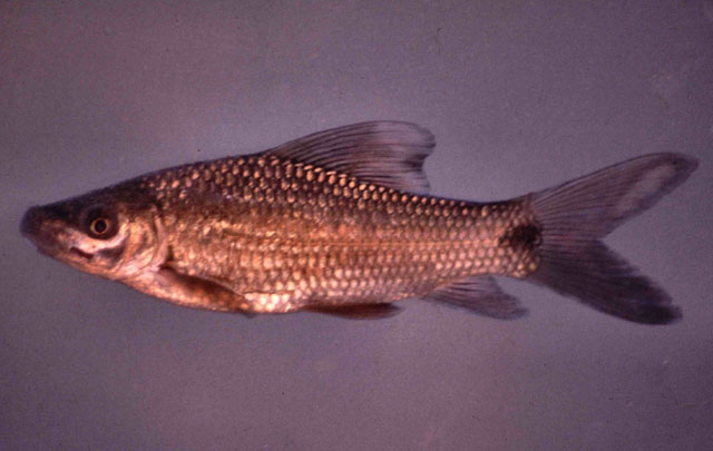 Labeo umbratus