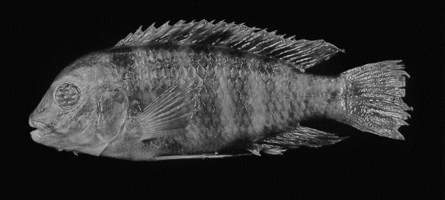 Labidochromis zebroides