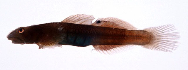 Lentipes armatus