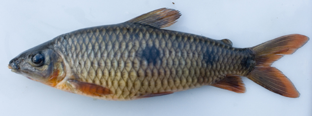 Leporinus bahiensis