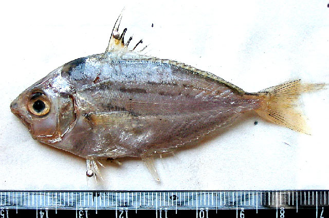 Leiognathus brevirostris