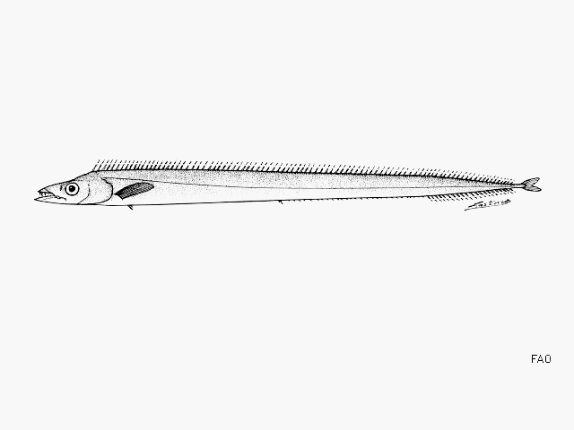 Lepidopus calcar