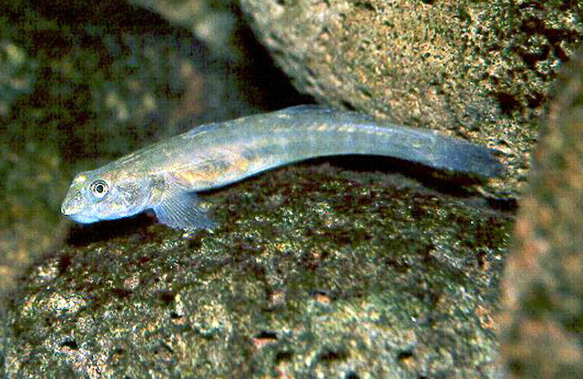 Lentipes concolor