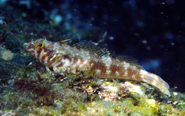 Lepidonectes corallicola