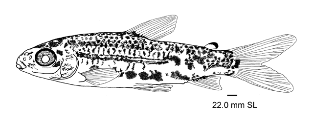 Hypomasticus despaxi