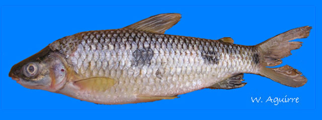 Leporinus ecuadorensis
