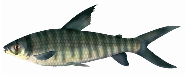 Leporinus altipinnis
