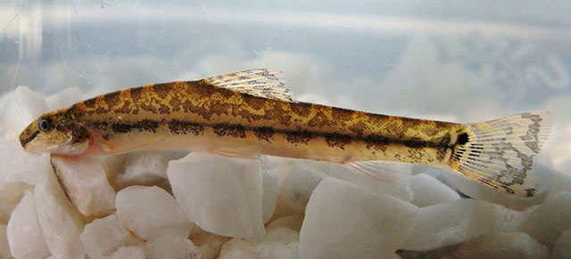 Lepidocephalichthys goalparensis