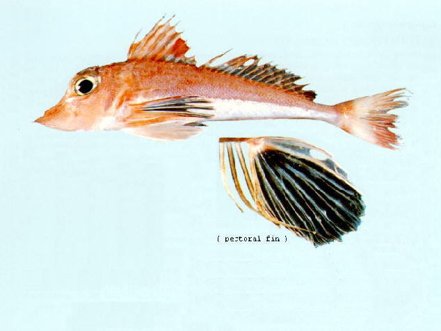 Lepidotrigla grandis
