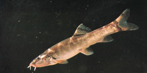Leptobotia hengyangensis