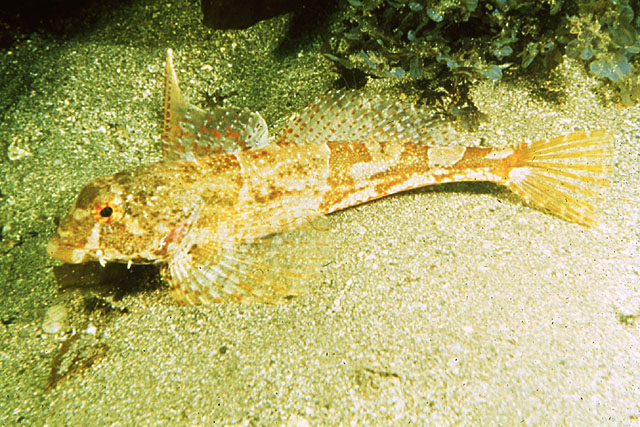 Leiocottus hirundo