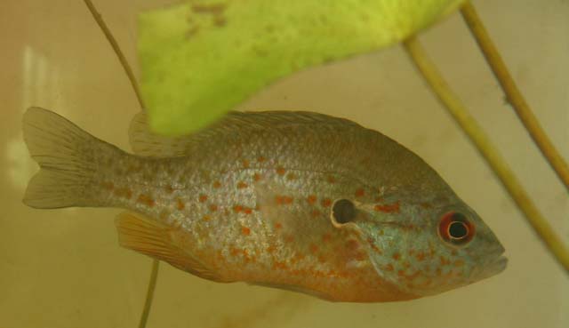 Lepomis humilis