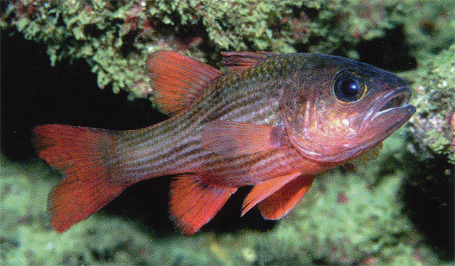 Lepidamia kalosoma