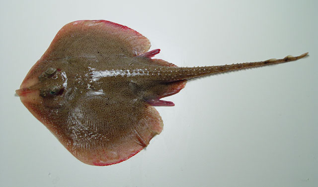 Leucoraja lentiginosa