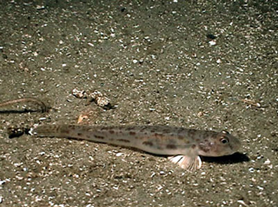 Lepidogobius lepidus