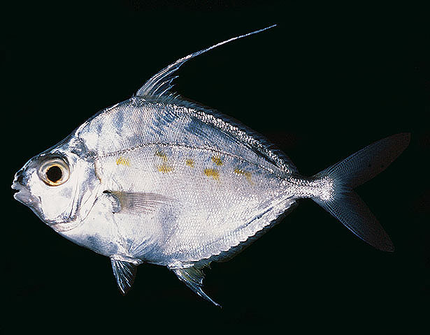 Aurigequula longispinis
