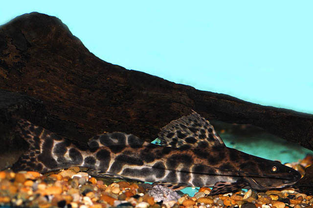 Leiarius longibarbis