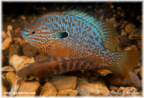 Lepomis megalotis