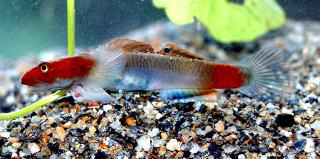 Lentipes mekonggaensis