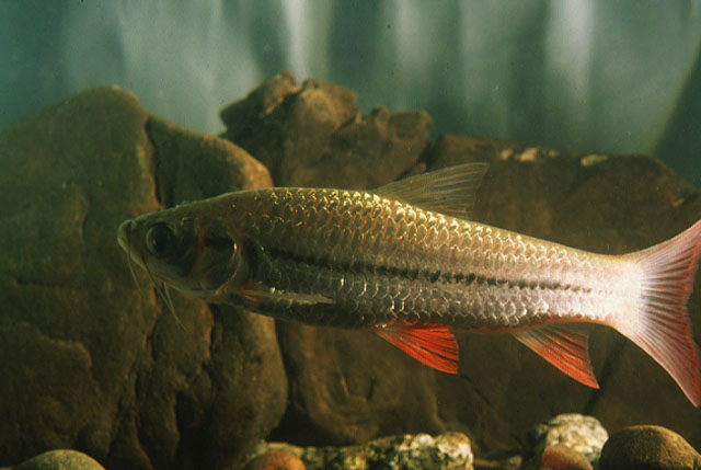 Leptobarbus melanotaenia