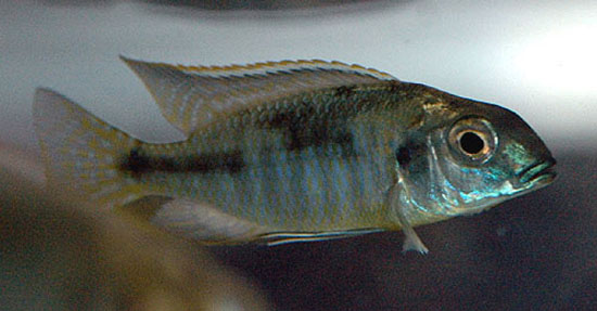 Lethrinops microstoma