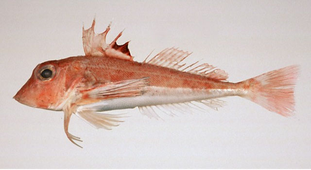 Lepidotrigla microptera