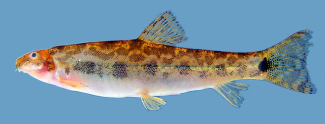 Lepidocephalichthys micropogon