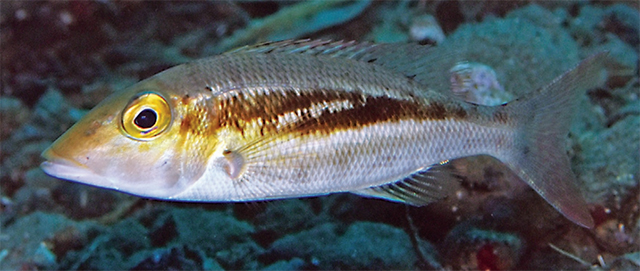 Lethrinus mitchelli