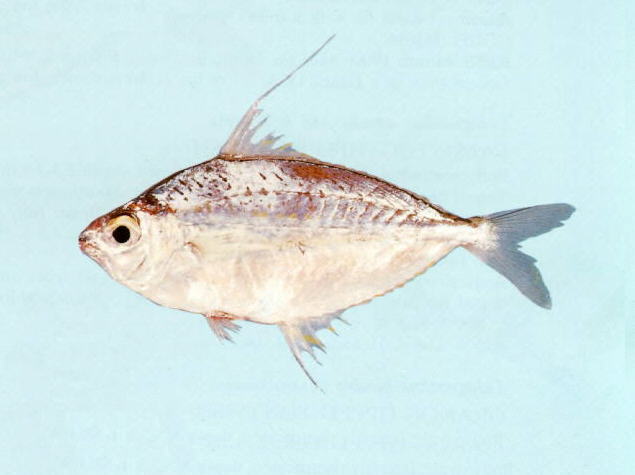 Photolateralis moretoniensis