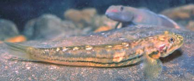 Lentipes multiradiatus