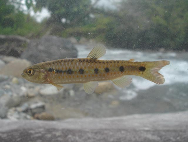 Lebiasina multimaculata
